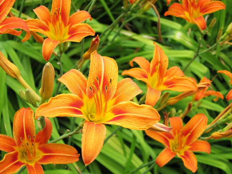 Background with set of lilies