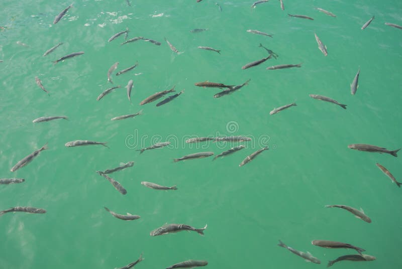 A background with a shoal of fishes royalty free stock images A background with a shoal of fishes royalty free stock images