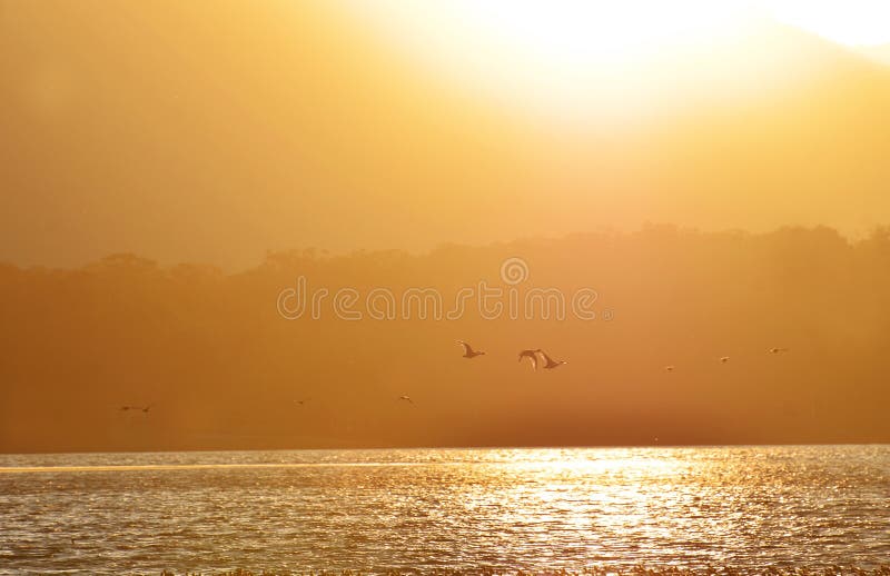 Background silhouettes of ducks flying in golden sunset lake