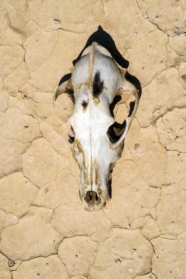 Background with the dog`s skull on the dry cracked earth of the desert royalty free stock image Background with the dog`s skull on the dry cracked earth of the desert royalty free stock image