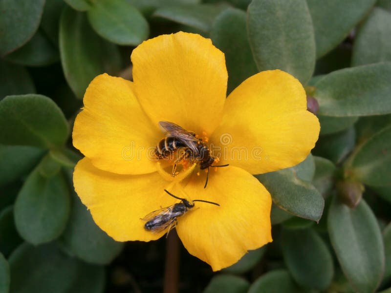 Bees Pollinating a Yellow Flower. Stock Photo Image of macro, bees