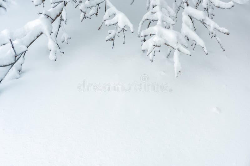 Background of Snow Texture with Copy Space for Text. Plain Snowy Pure  Landscape Stock Image - Image of branch, card: 166742389