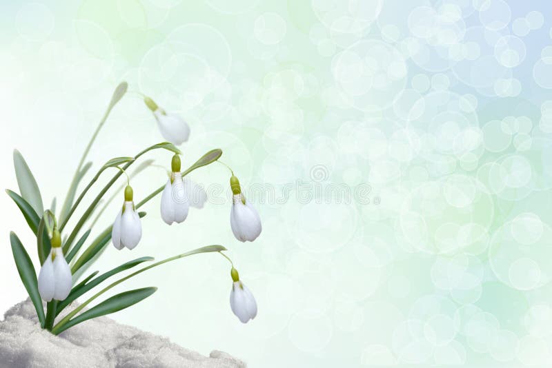 Background with snowdrops