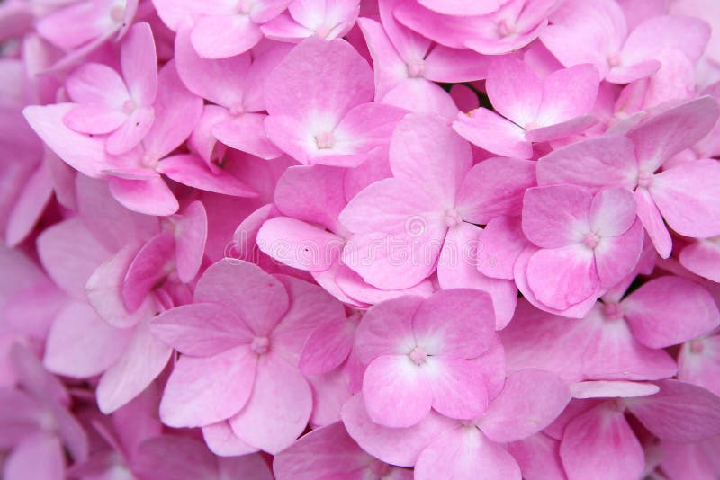 Background of Soft Pink Hydrangea Flowers Stock Image - Image of ...