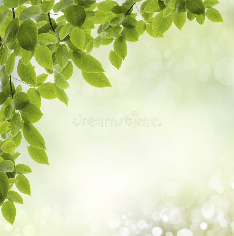 Spring Frame of Flowers and Green Leaves Stock Photo - Image of natural ...