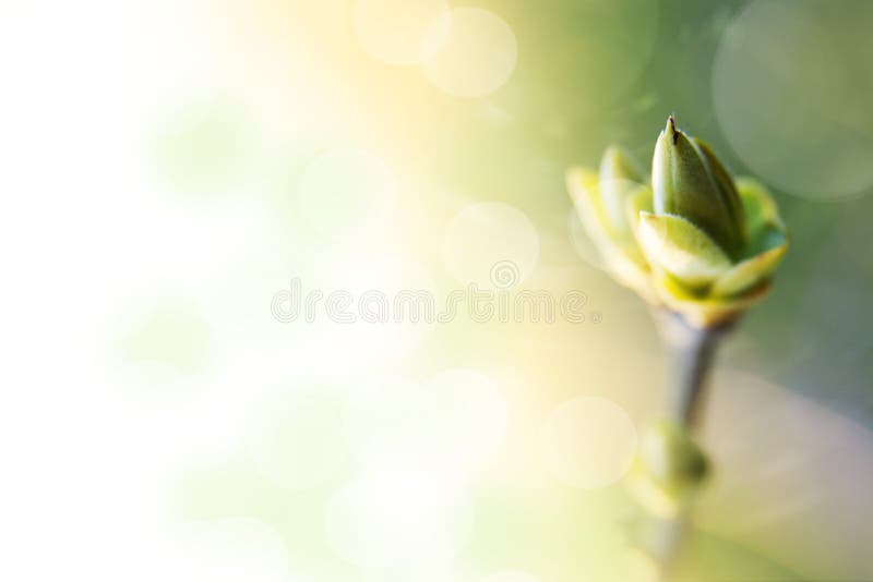 Background with spring bud