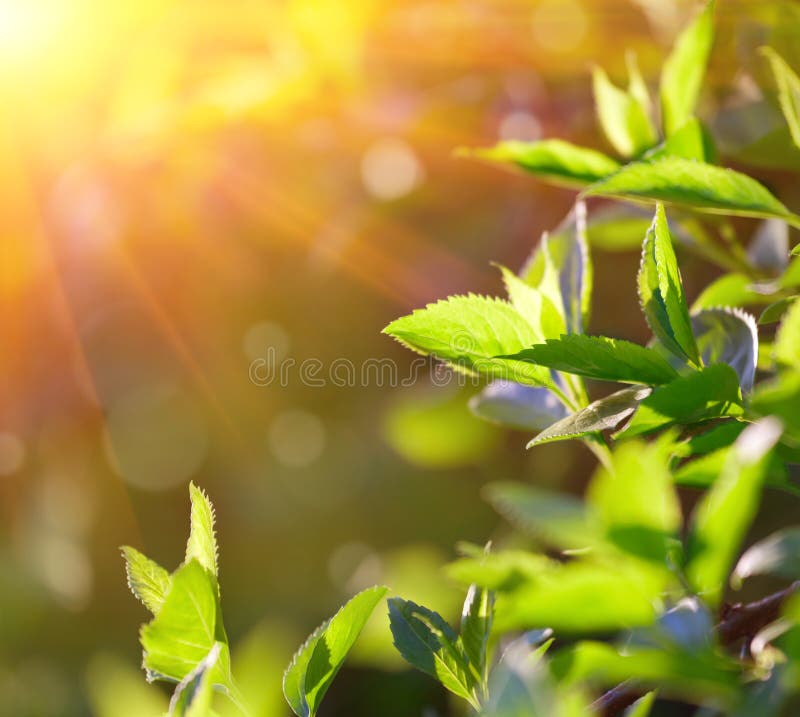 Background of spring leaves stock photos Background of spring leaves stock photos