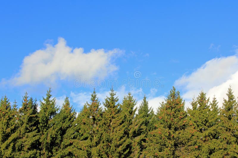 Background of Spruce Tree Tops and Blue Sky with White Clouds.