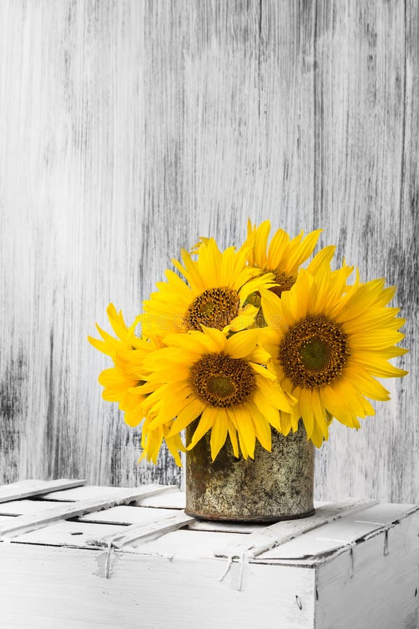 Background Still Life Flower Sunflower Wooden White Vintage Royalty