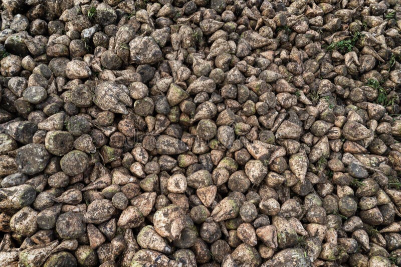 Background of sugar beet stacked in a pile royalty free stock image