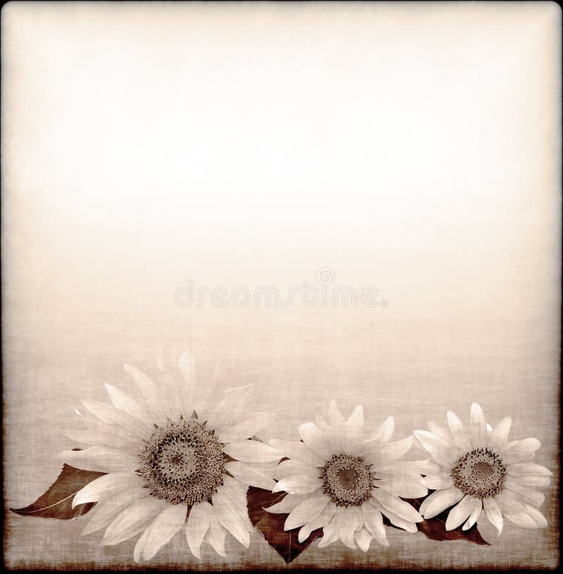 Background with sunflower drawing in grunge style