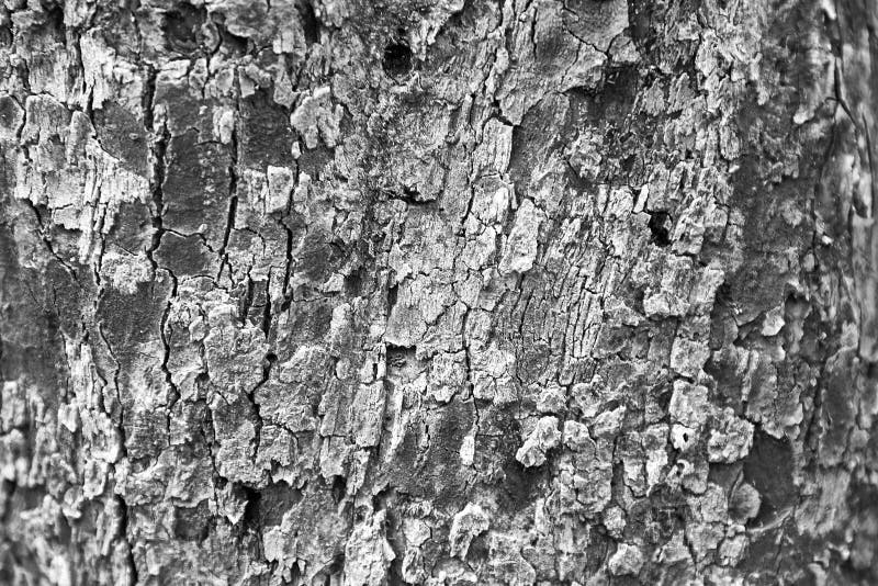 Background, texture, apple tree, bark, moss, black white, monochrome. A close-up of coarse-grained gray apple bark with a slight patina of moss. Black white. Background, texture, apple tree, bark, moss, black white, monochrome. A close-up of coarse-grained gray apple bark with a slight patina of moss. Black white.