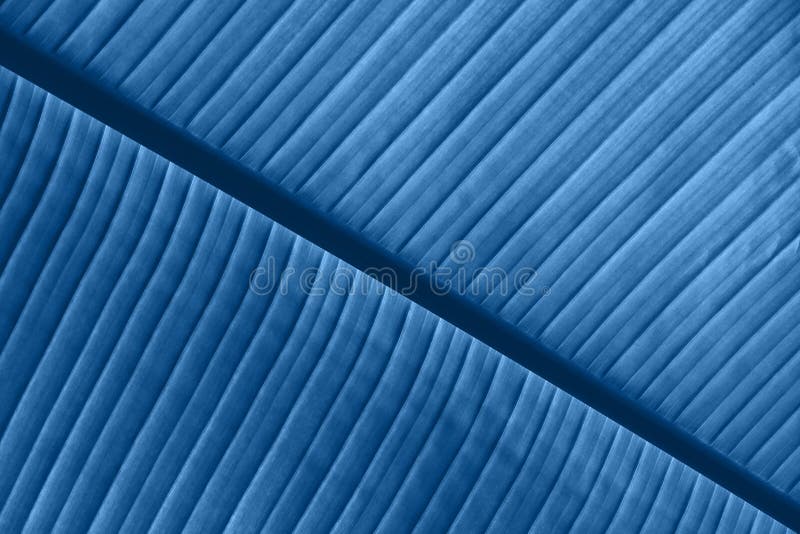 Blue Veins Stock Photos Download 3 597 Royalty Free Photos