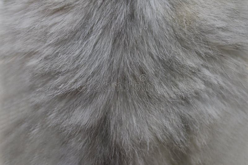 Background and texture of cat hair. Grey cat hair. stock image