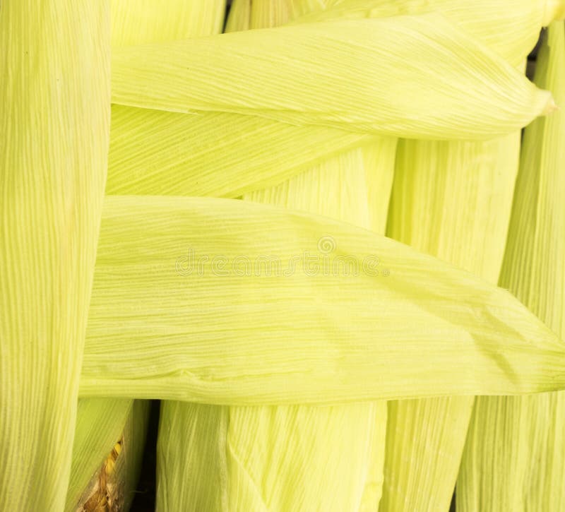 Background and texture of corn cob. Background and texture of li royalty free stock photography