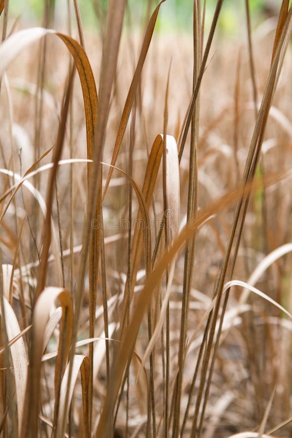 Background Texture of Dried Ornamental Grasses Stock Photo Image of