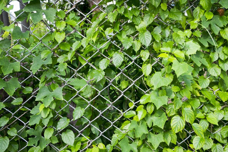 Background and texture of green ivy on netting steel. stock photo