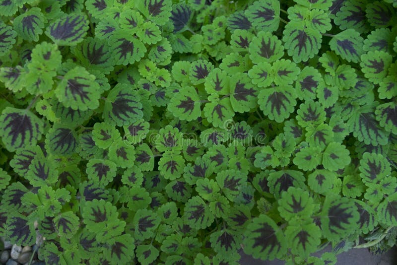 Background and texture of green leaf. Plant for decorations in t royalty free stock image