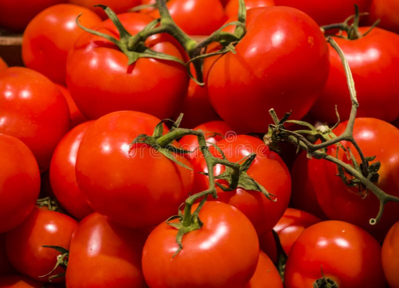 Background or texture from a lot of bright tomatoes from a kitchen garden. Vitamins and vegetables. Healthy lifestyle. Red.