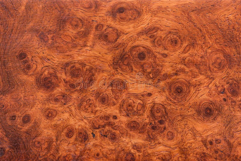 Background and texture of Macro Ormosia wood