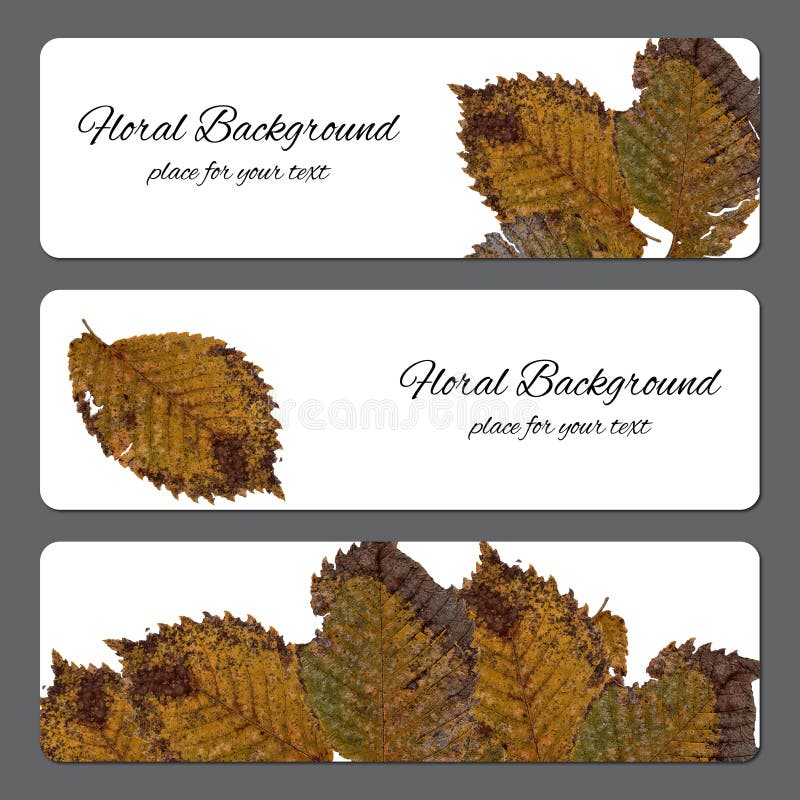 Background texture made Hawthorn dry pressed isolated rusty sheet and place for text royalty free illustration