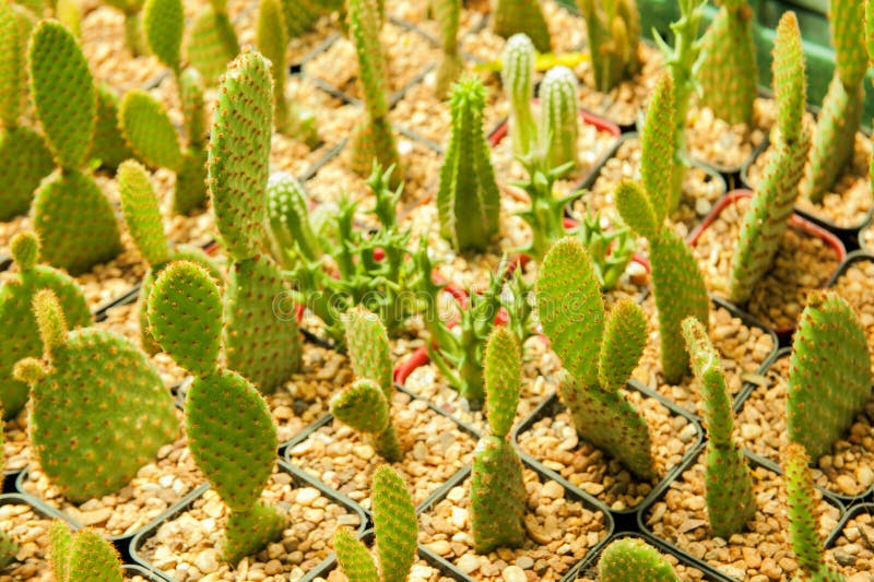 Background and texture of mini cactus in plastic pot. stock image