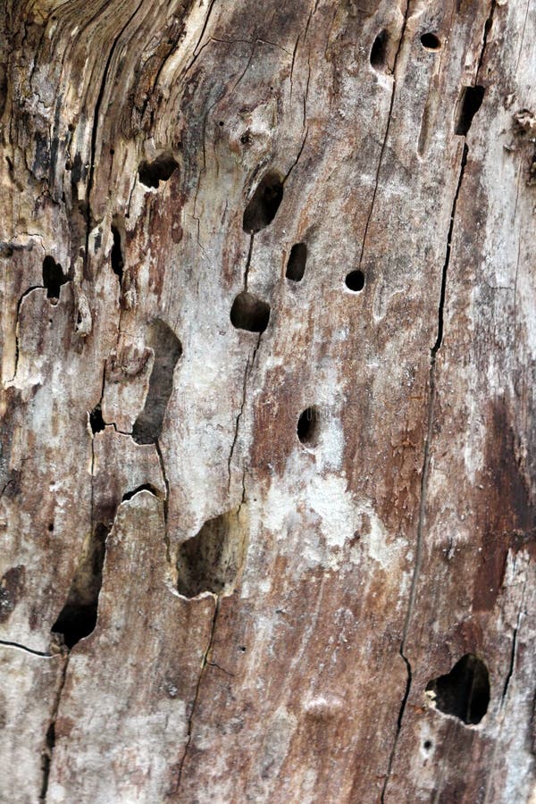 Background texture of old light brown tree bark filled with cracks and holes royalty free stock photography Background texture of old light brown tree bark filled with cracks and holes royalty free stock photography