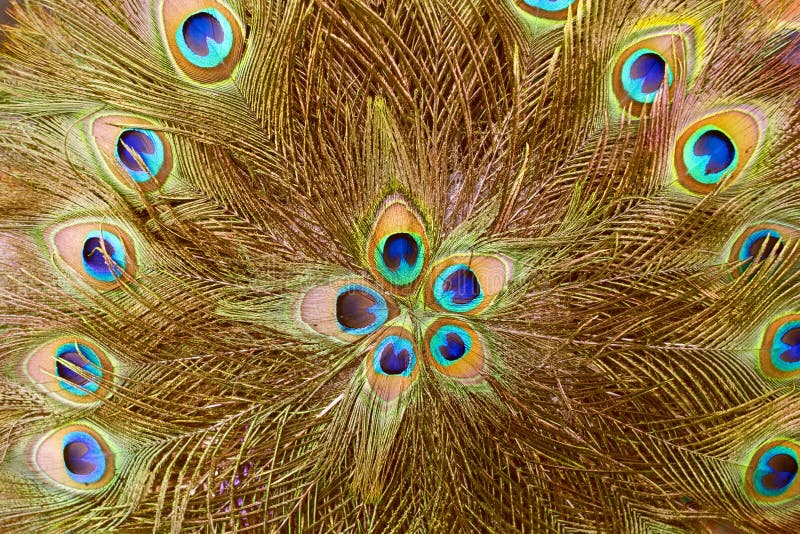 Background and texture of peacock feather for decoration. stock photo