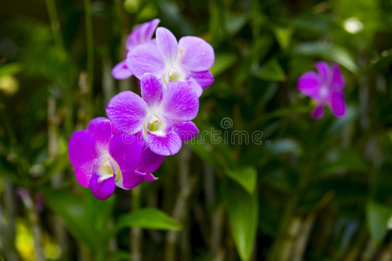 Background and texture of purple orchid in the garden royalty free stock images
