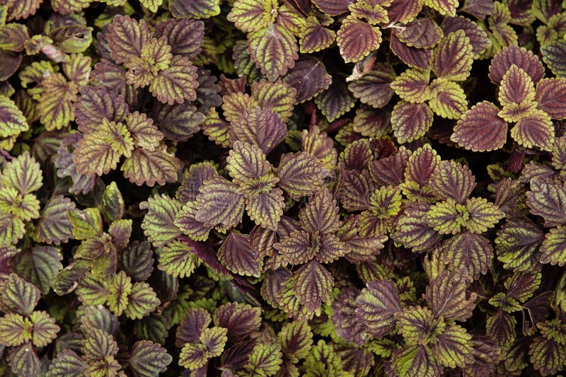 Background and texture of red and green leaf. coleus stock images