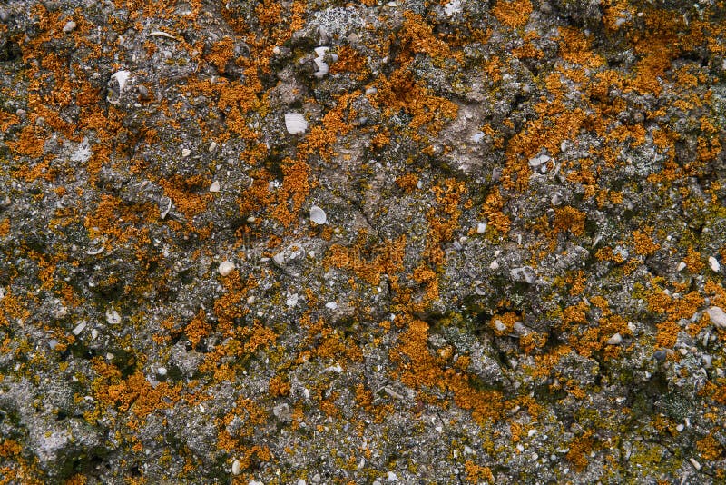 Background, Texture - a Limestone Surface with Fossil Shells, Covered with  Orange Lichen Stock Photo - Image of reef, fossil: 209924084