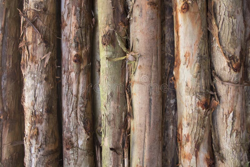 Background and texture of timber. Pile of many brown timber. stock photo