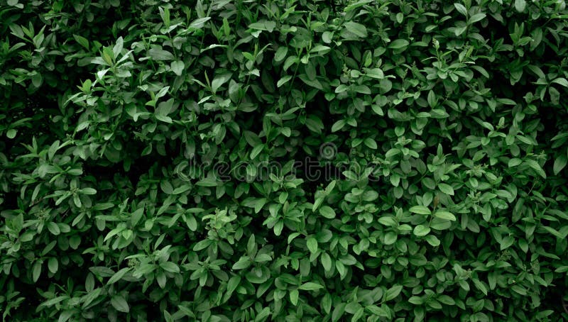 Background and texture of the wall of natural green small leaves. eco wallpaper