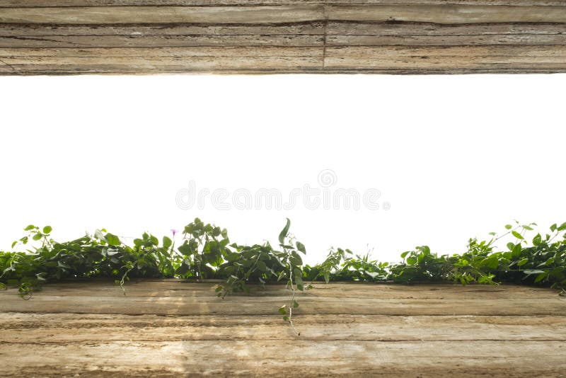 Background and texture of white space, rock and plant. royalty free stock photography