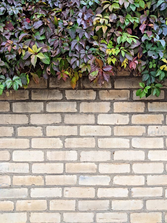 Background. Textured Light Brick Wall with Climbing Plants with Green