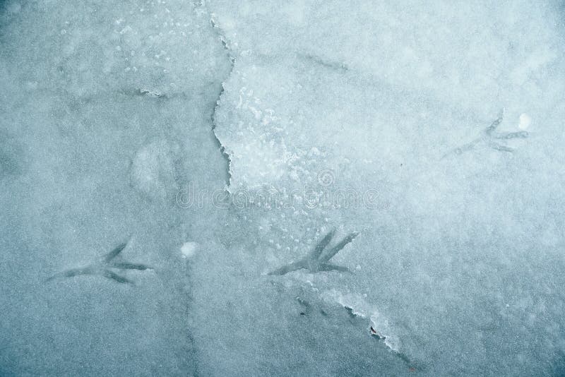 Traces of a bird on melting snow