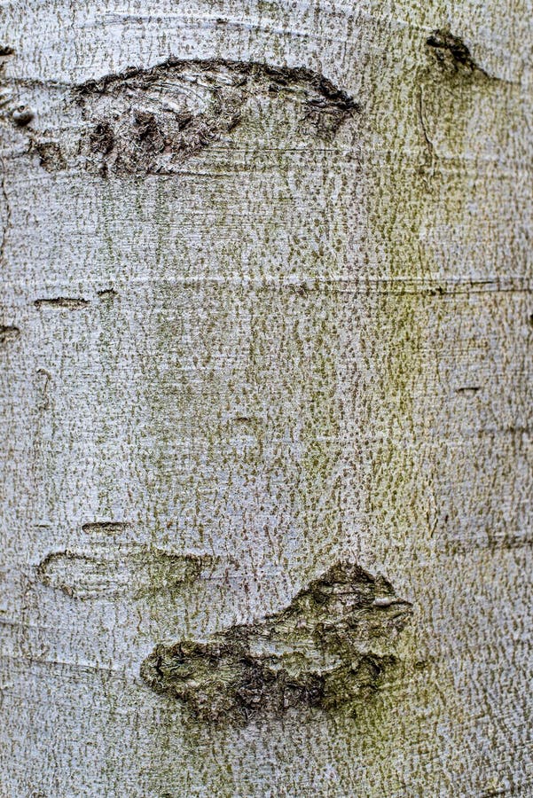 Background. Tree bark texture of Fagus sylvatica or European beech stock photos