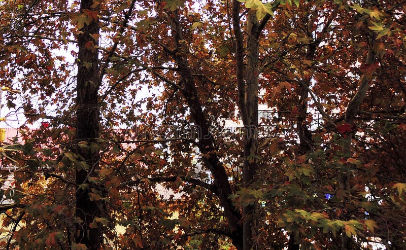 Background of trees on desktop stock images Background of trees on desktop stock images