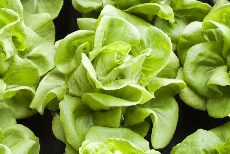 Background Vegetables is Lettuce Healthy Stock Photo Image of