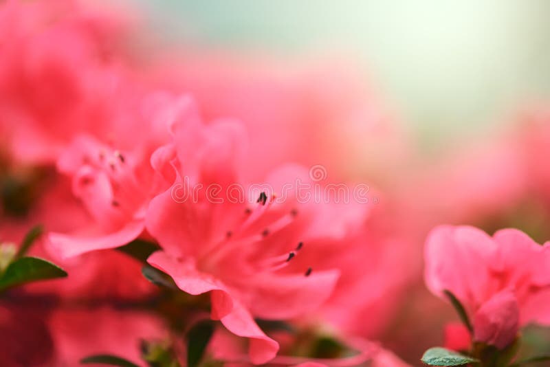 Background in Vibrant Colors with a Soft Focus of Macro Azalea Flower Stock  Image - Image of tree, plant: 211596013