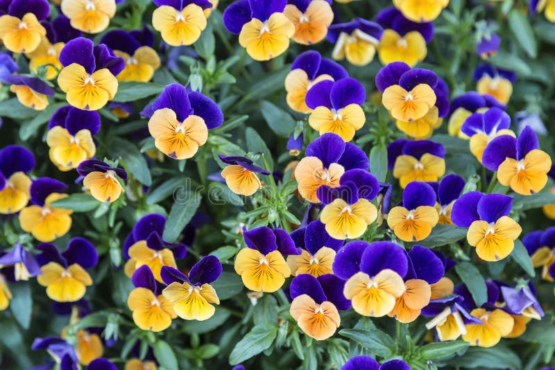 Background of Violetyellow Blooming Violets Stock Photo Image of