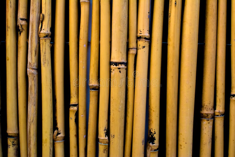 Background Wall of Bamboo Sticks Stock Image Image of plant, abstract 83495709