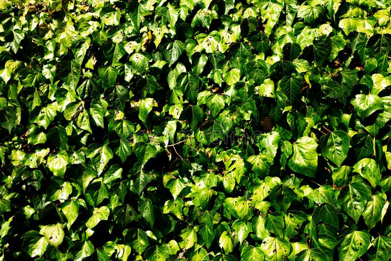 Background of Wall of Creeper Plants Green Leaves Texture Horizontal
