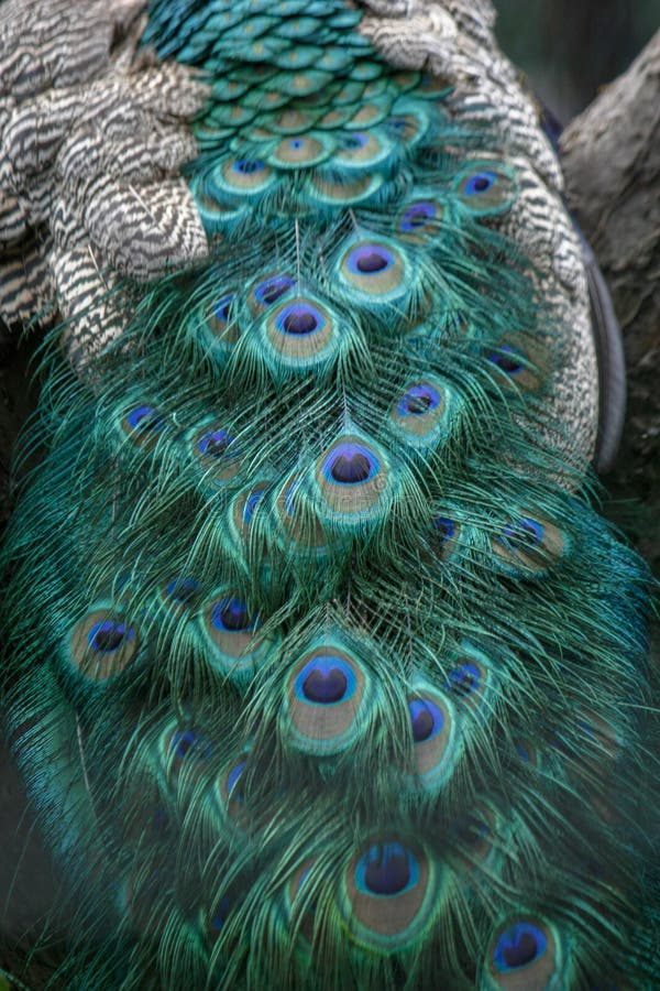 Details more than 139 beautiful peacock feather wallpaper - vova.edu.vn