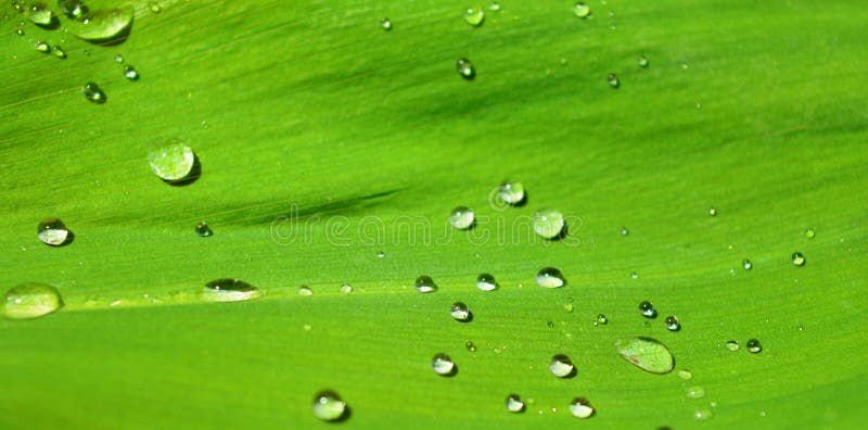 Background with water drops on leaf