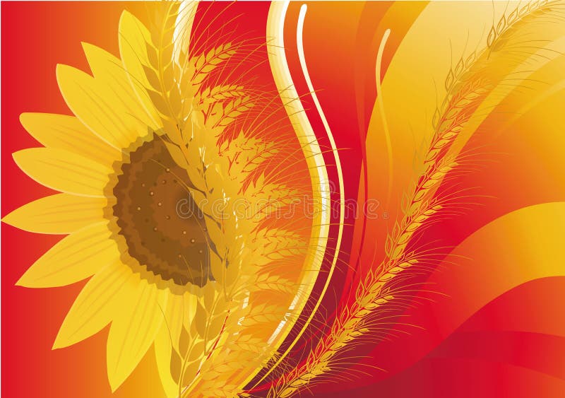 Background with wheat and a sunflower