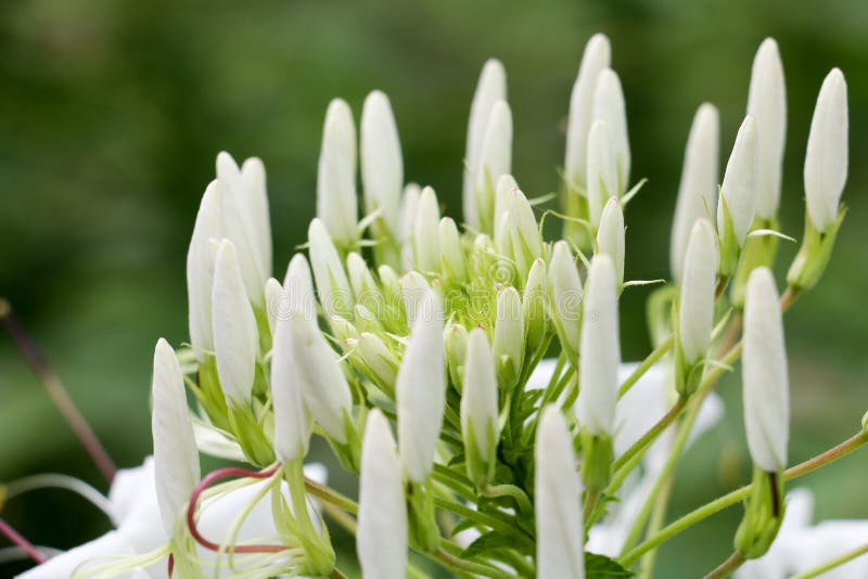 Background White Flower and Sun Light 68. Stock Image Image of ants, antenna 67927415