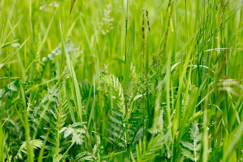 Background of wild grasses