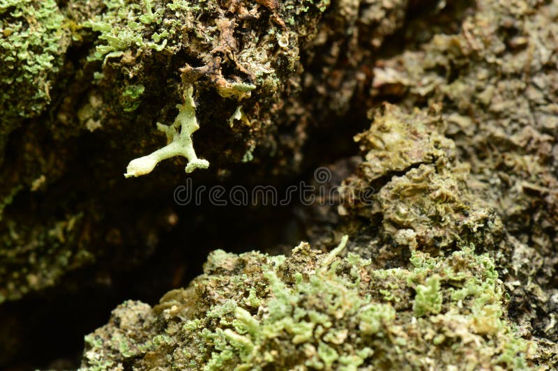 Background of a wooden texture of bark of an old birch in a lichen royalty free stock photography