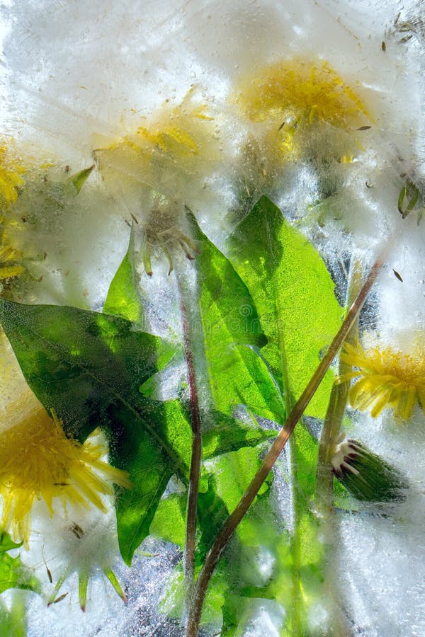 Background of Yellow Dandelion Flower with Green Leaves Frozen in Ice ...